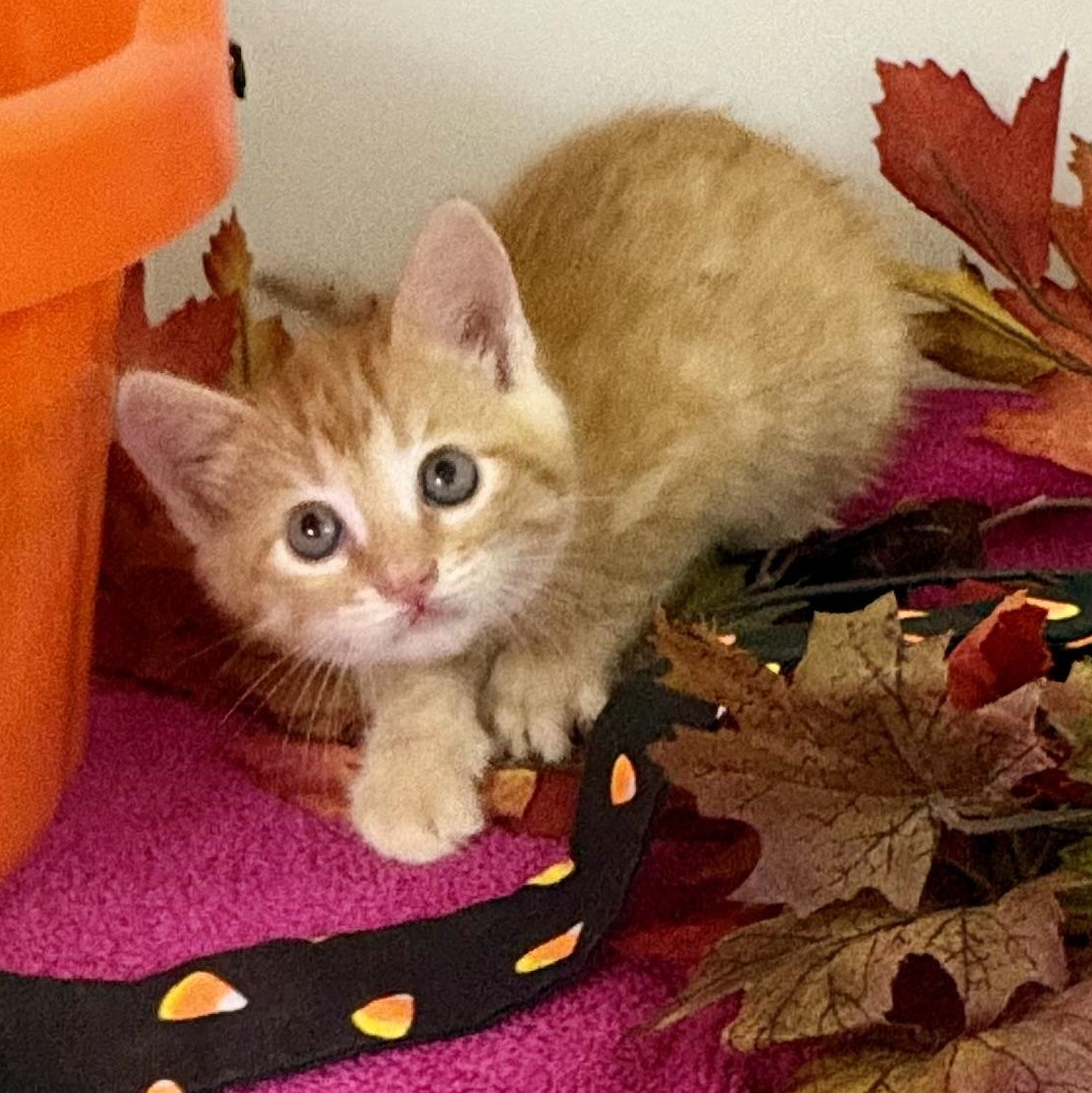 Enlarge Candy Corn, a Adoptable mixed breed in Charles City, IA image 6/6