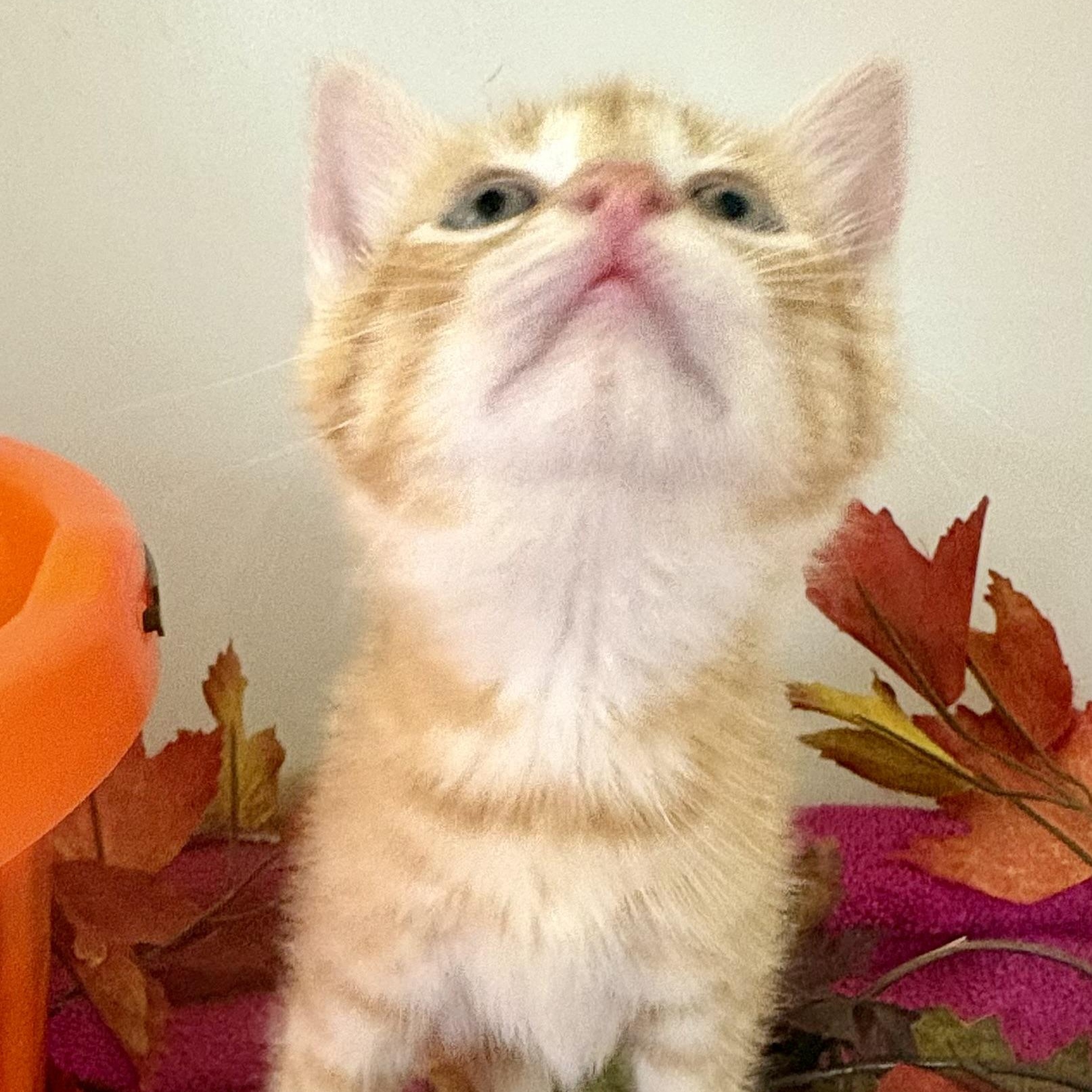 Enlarge Candy Corn, a Adoptable mixed breed in Charles City, IA image 2/6
