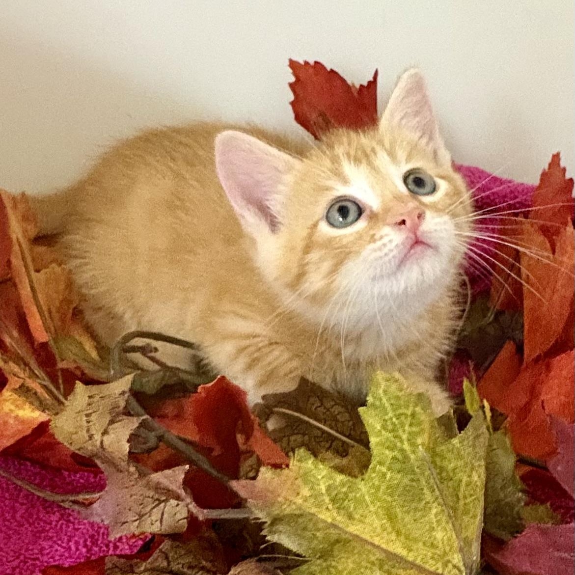 Enlarge Candy Corn, a Adoptable mixed breed in Charles City, IA image 3/6