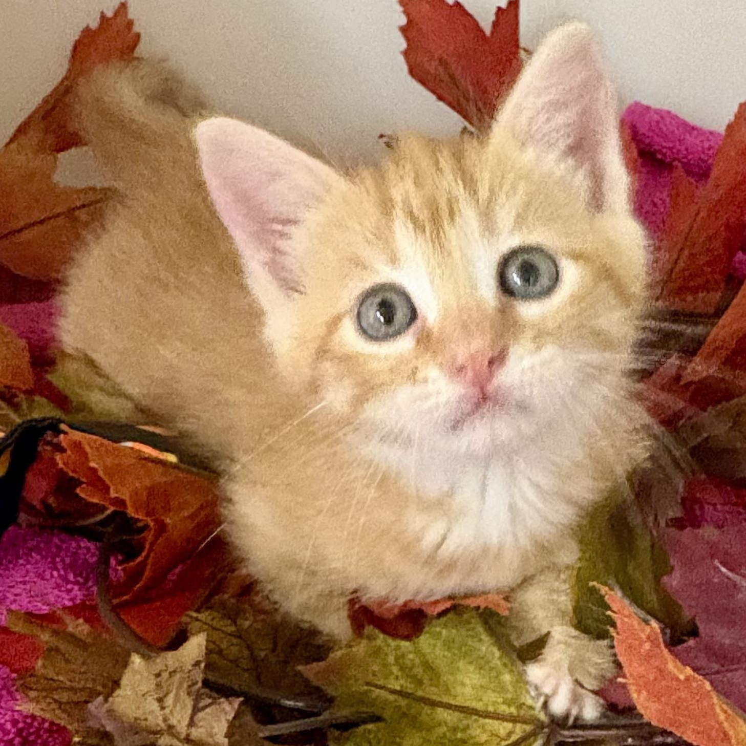 Candy Corn, Adoptable, Kitten Female Domestic Short Hair & Tabby.