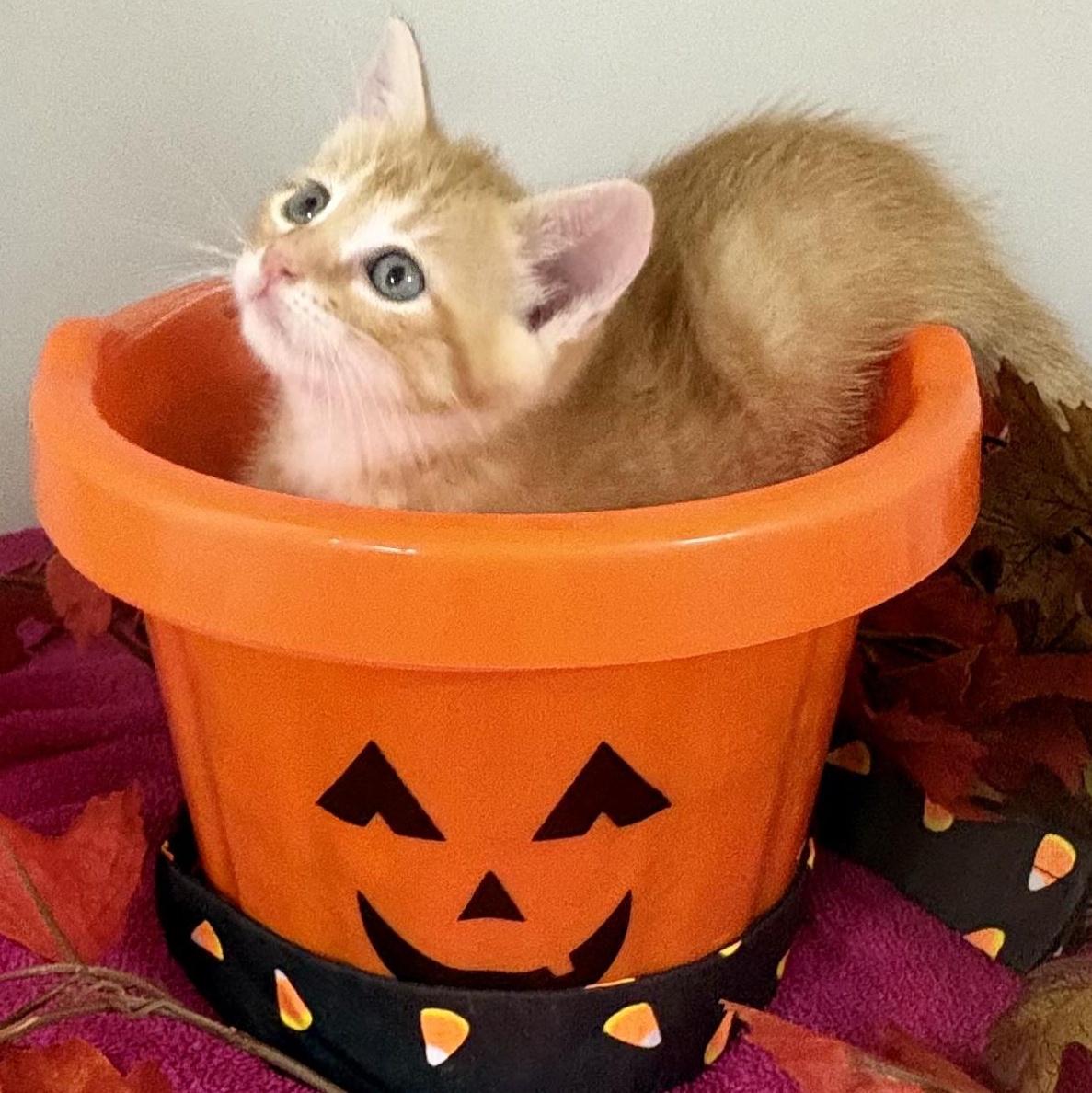 Enlarge Candy Corn, a Adoptable mixed breed in Charles City, IA image 4/6