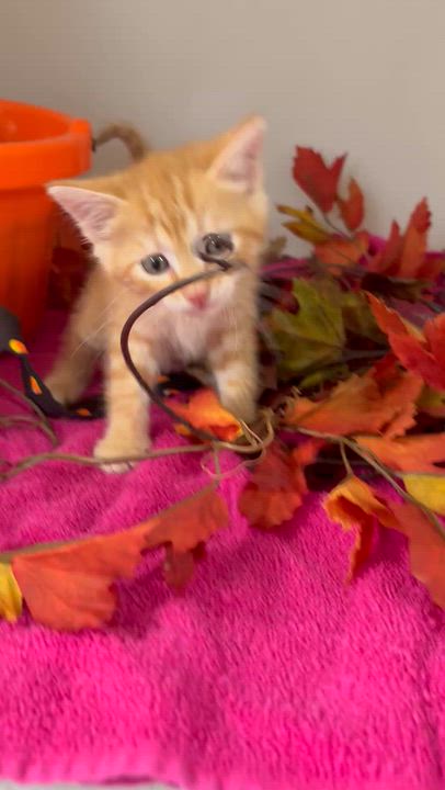 Enlarge Candy Corn, a Adoptable mixed breed in Charles City, IA video 5/6