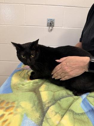 Jill, a Adoptable mixed breed in Daphne, AL image 1/3