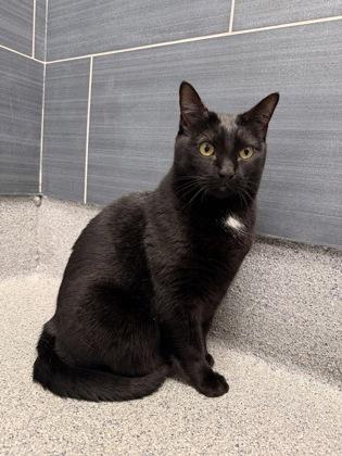 Jill, Adoptable, Adult Female Domestic Short Hair & Domestic Short Hair.