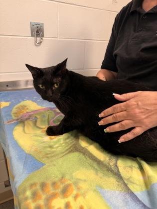 Jill, a Adoptable mixed breed in Daphne, AL image 3/3