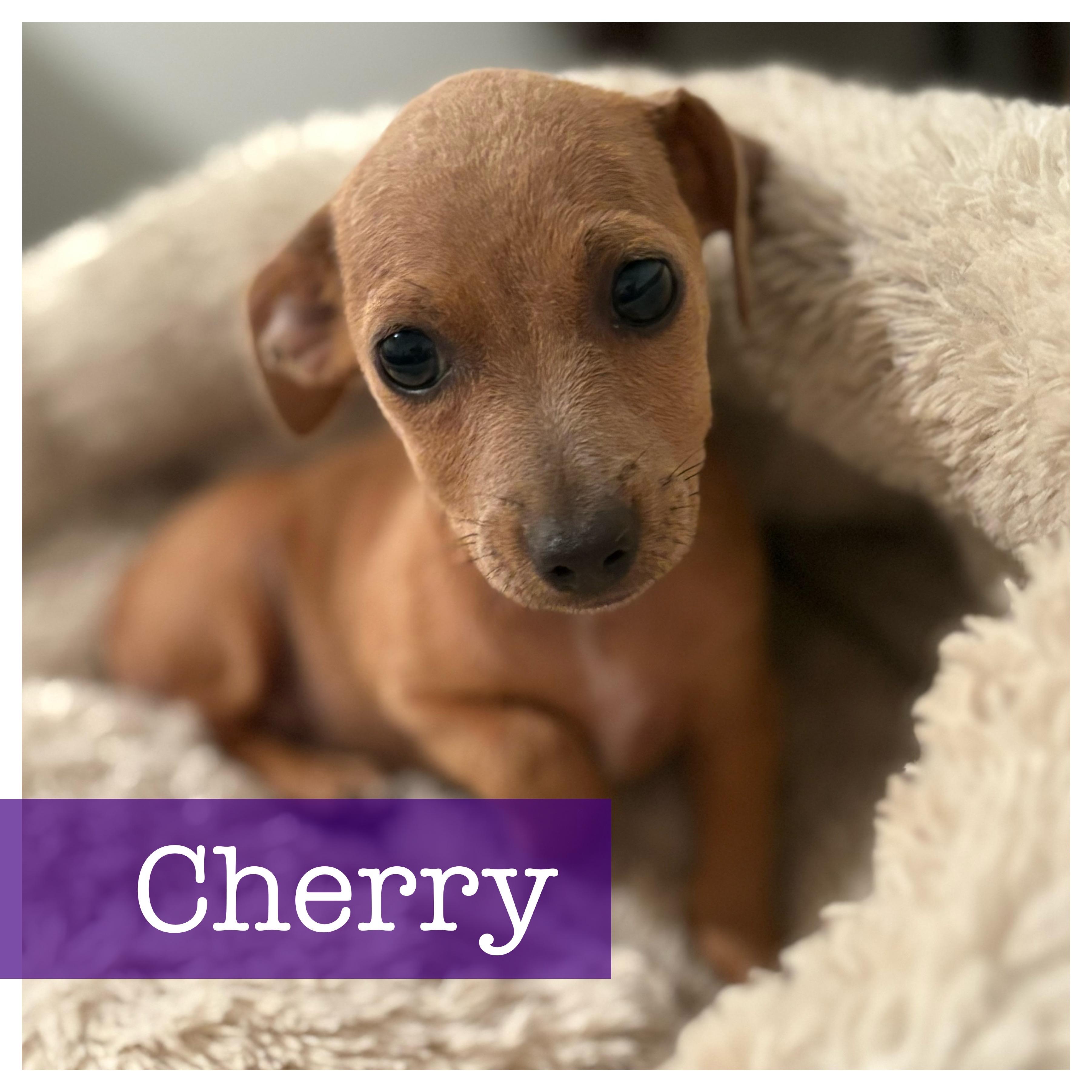 Cherry Chiweenie Dog