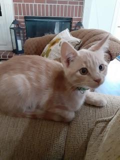 Enlarge Casanova, a Adoptable Domestic Medium Hair in Parlier, CA image 1/6