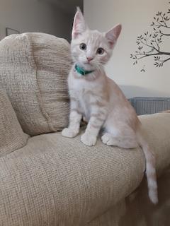 Enlarge Casanova, a Adoptable Domestic Medium Hair in Parlier, CA image 2/6