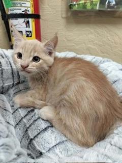 Enlarge Casanova, a Adoptable Domestic Medium Hair in Parlier, CA image 3/6