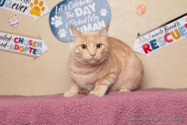 Enlarge Casanova, a Adoptable Domestic Medium Hair in Parlier, CA image 4/6