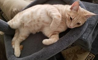 Casanova — thumbnail 5