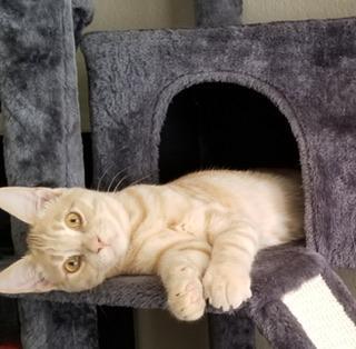 Enlarge Casanova, a Adoptable Domestic Medium Hair in Parlier, CA image 6/6