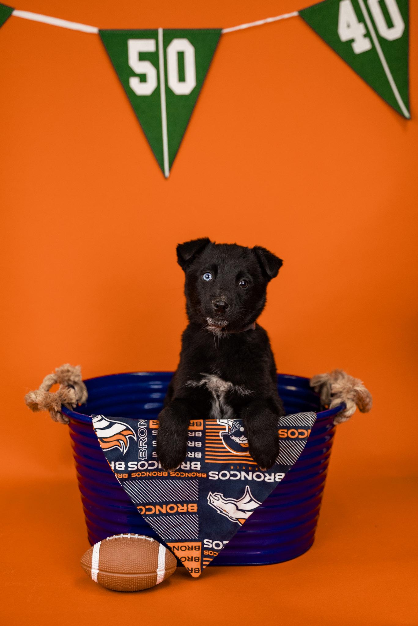 Enlarge 44-26, a ADOPTABLE mixed breed in Brighton, CO image 1/1