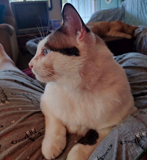 Billy, Adoptable, Adult Male Domestic Short Hair & Snowshoe.