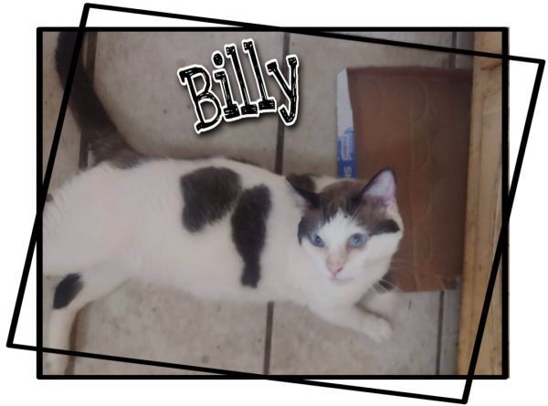 Billy thumbnail 2