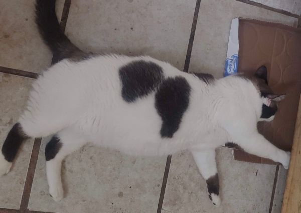 Enlarge Billy, a Adoptable mixed breed in Covina , CA image 3/12