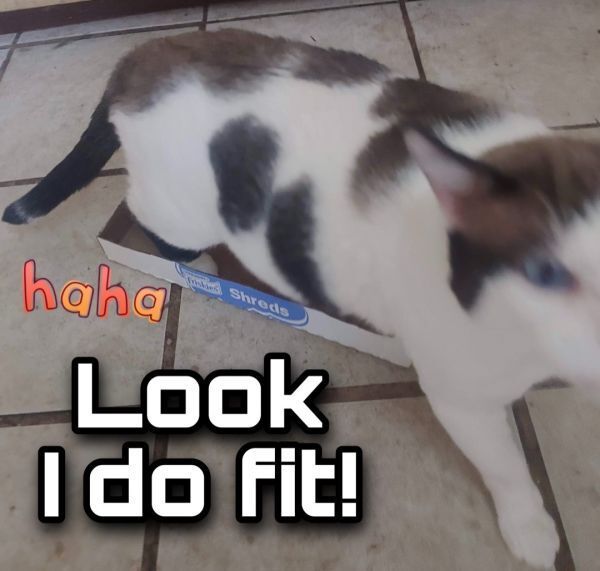 Enlarge Billy, a Adoptable mixed breed in Covina , CA image 4/12