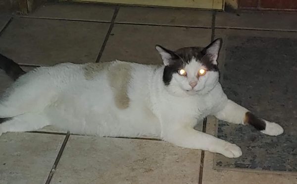 Enlarge Billy, a Adoptable mixed breed in Covina , CA image 5/12