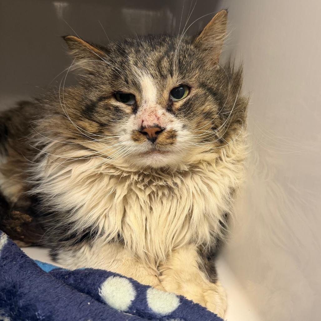 Enlarge Amadon, a Adoptable Domestic Long Hair in Watertown, NY image 1/2