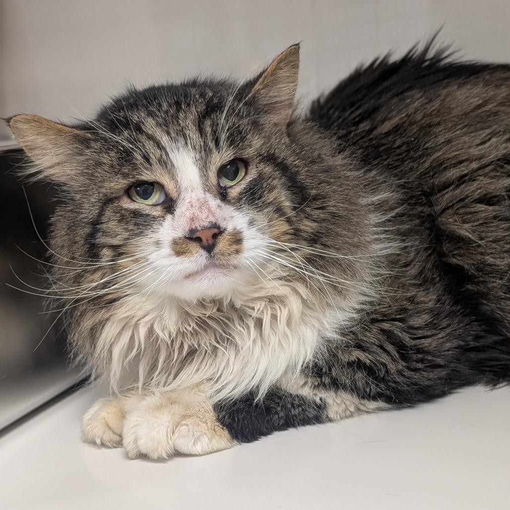 Enlarge Amadon, a Adoptable Domestic Long Hair in Watertown, NY image 2/2