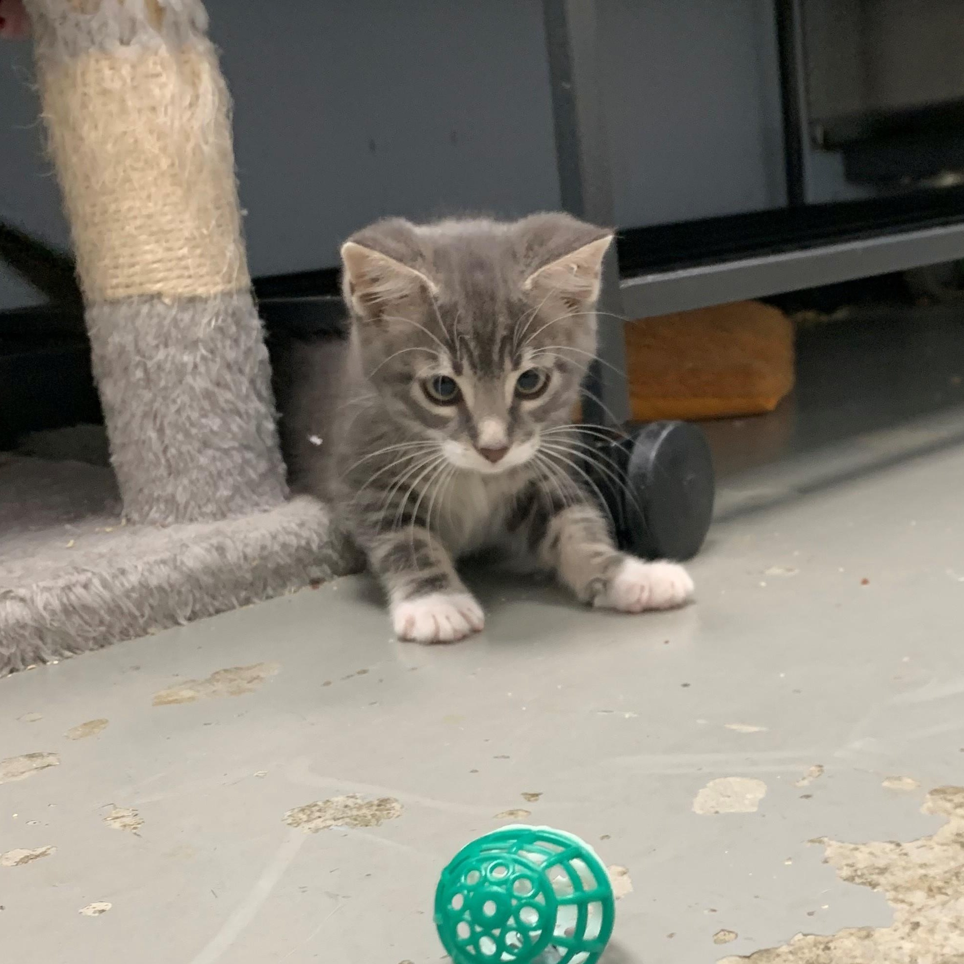 Theo, an adoptable Domestic Short Hair in Brooks, AB, T1R 1B2 | Photo Image 2