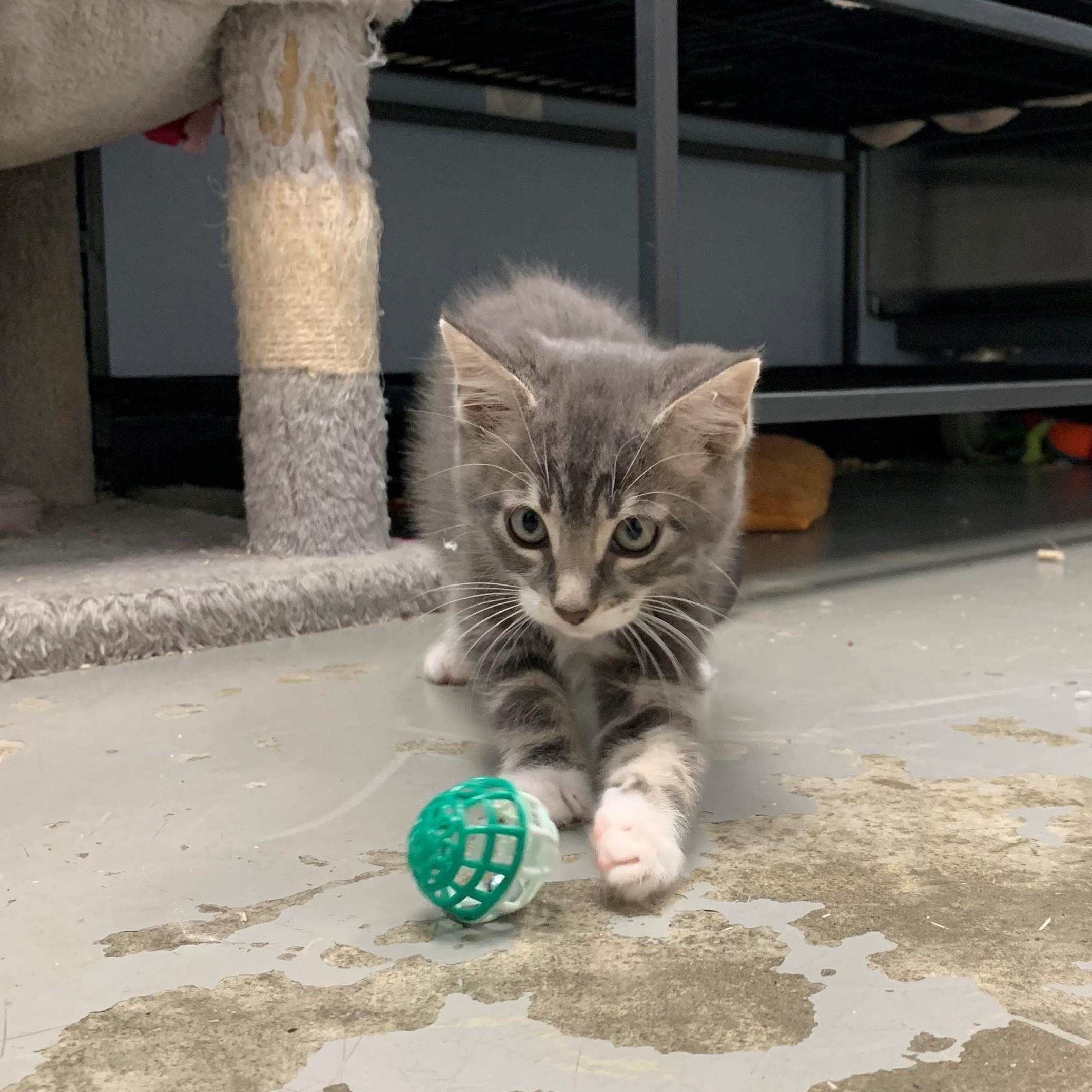 Theo, an adoptable Domestic Short Hair in Brooks, AB, T1R 1B2 | Photo Image 1