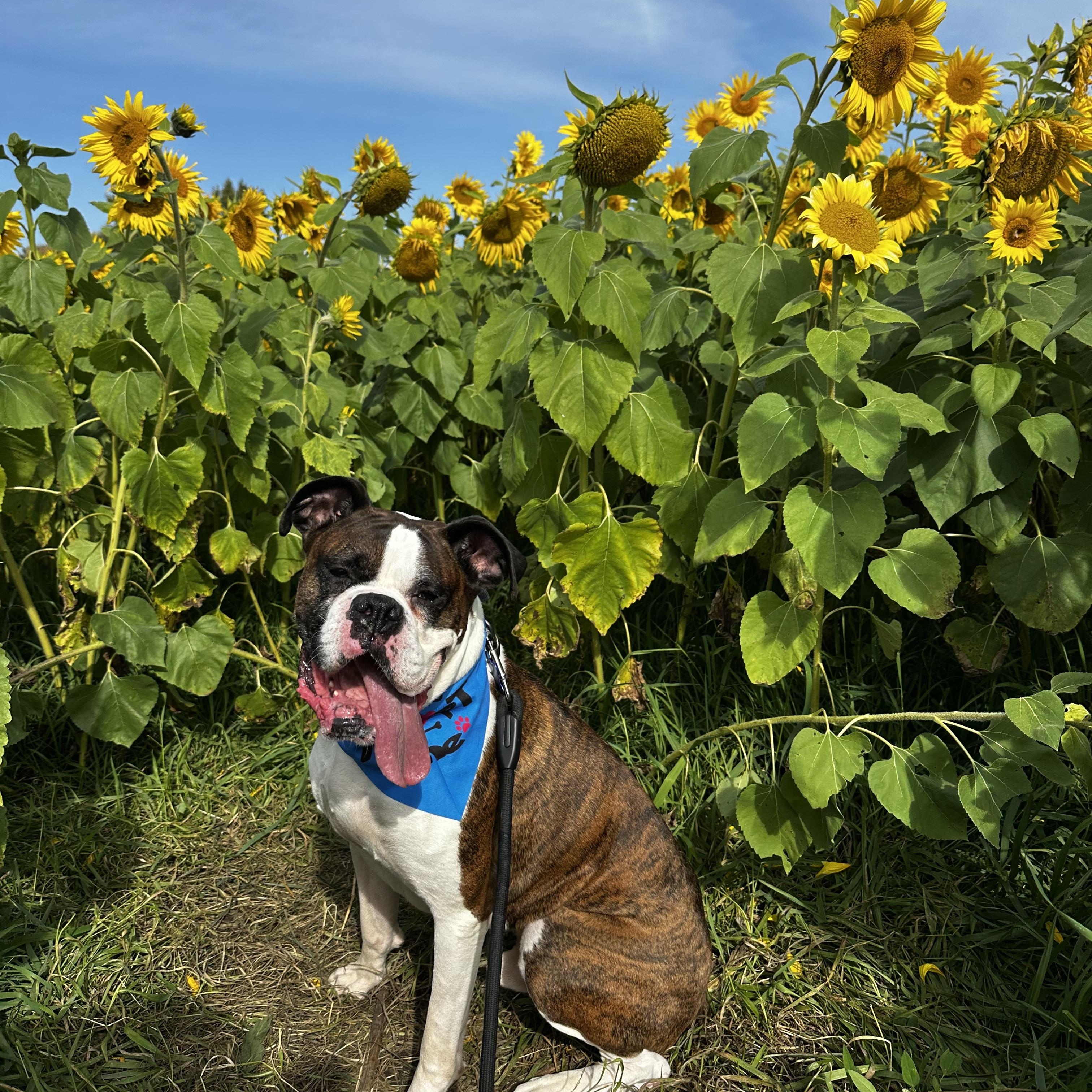 Enlarge Sarge, a Adoptable Boxer in Grand Haven, MI image 1/5
