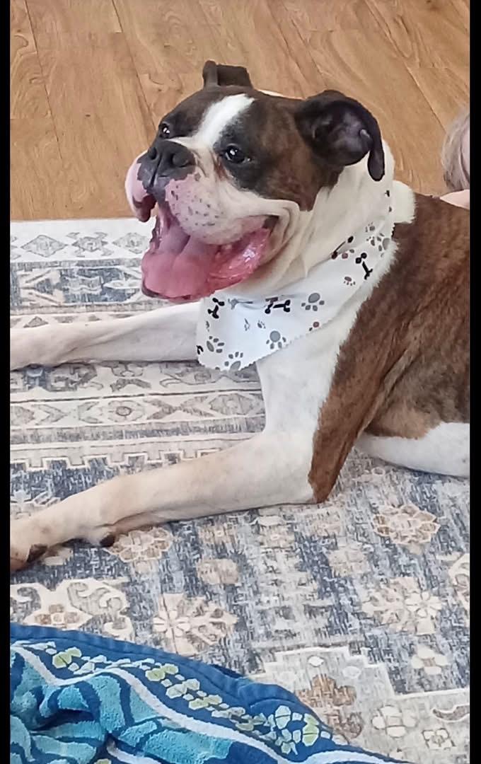 Sarge, a ADOPTABLE Boxer in Grand Haven, MI image 4/5