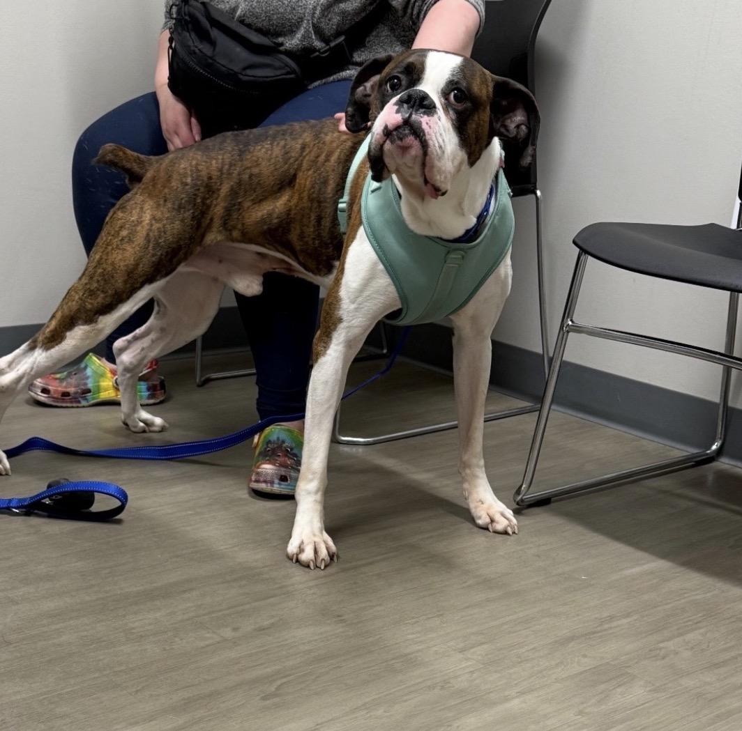 Sarge, a ADOPTABLE Boxer in Grand Haven, MI image 5/5