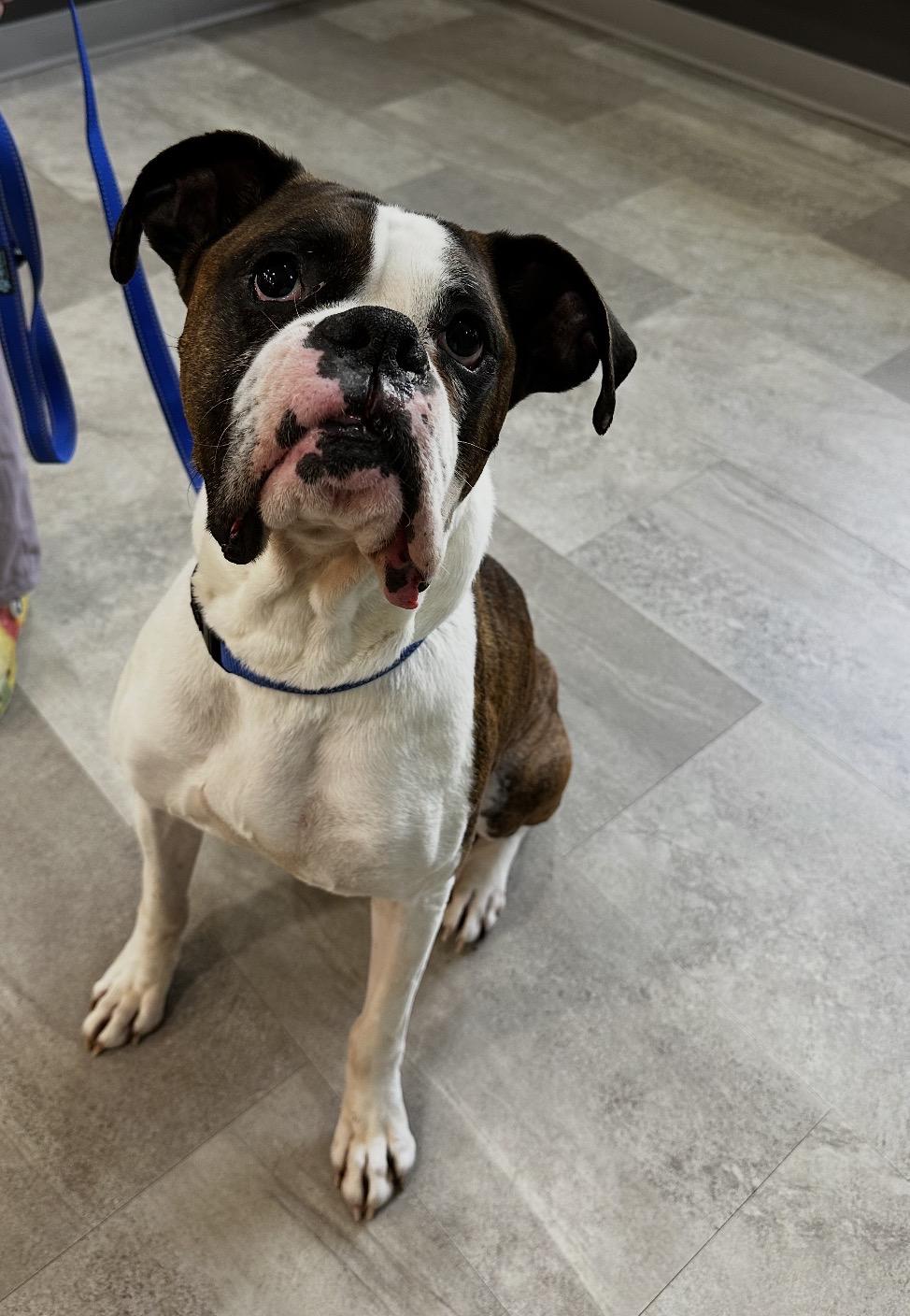Sarge, a ADOPTABLE Boxer in Grand Haven, MI image 1/5