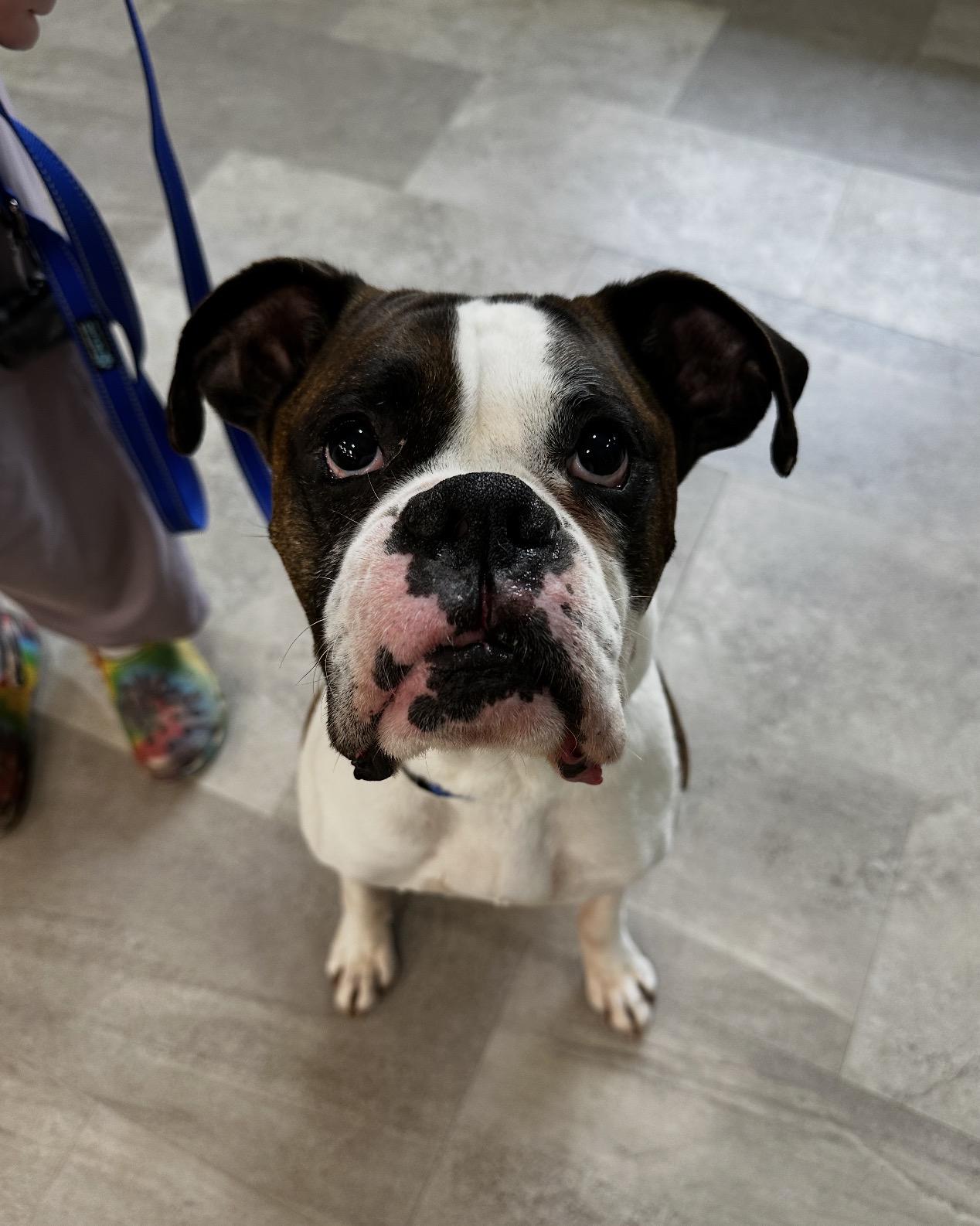 Sarge, a ADOPTABLE Boxer in Grand Haven, MI image 2/5
