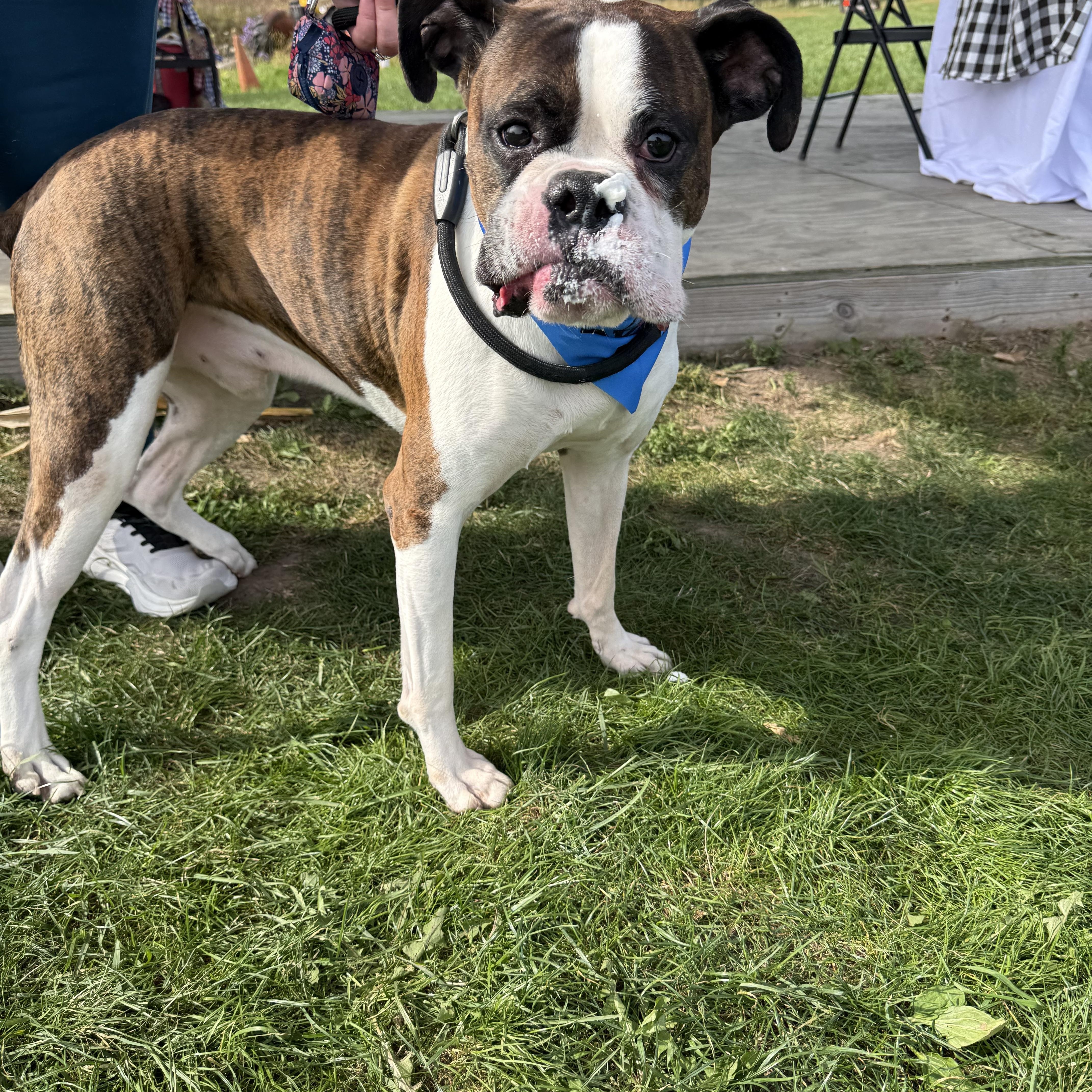 Enlarge Sarge, a Adoptable Boxer in Grand Haven, MI image 2/5
