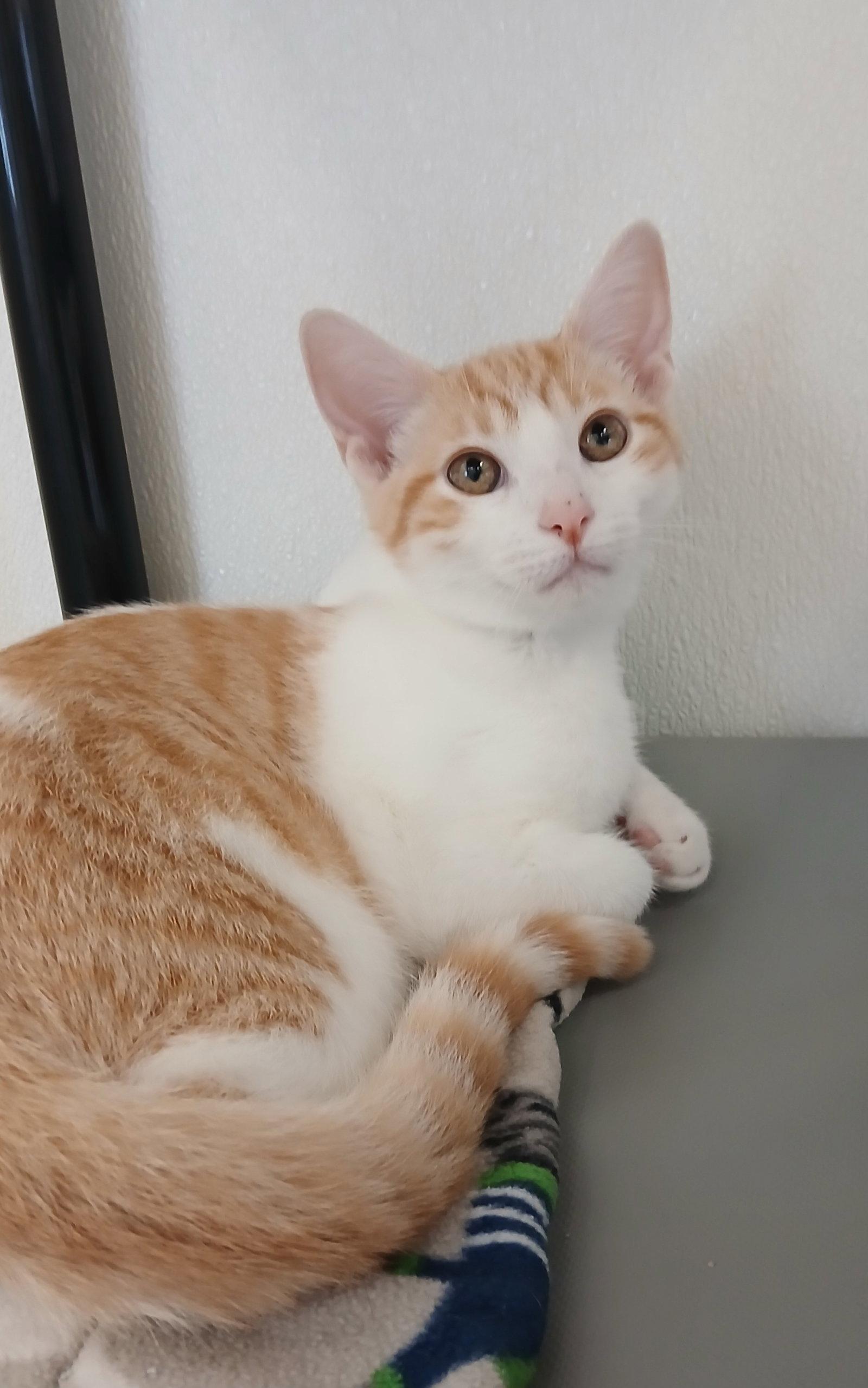 Manta, Adoptable, Kitten Male Tabby & Domestic Short Hair.