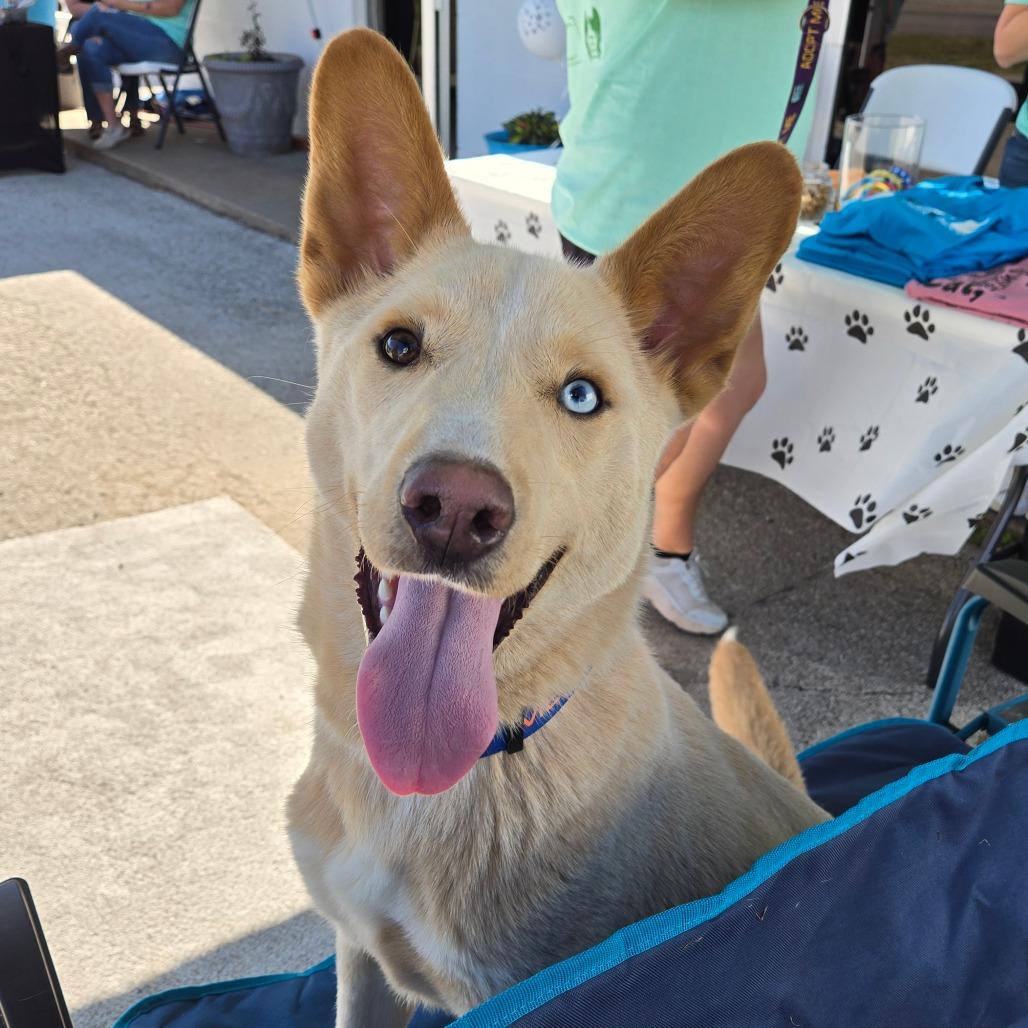 Sinchi, Adoptable, Young Male Siberian Husky & Mixed Breed.