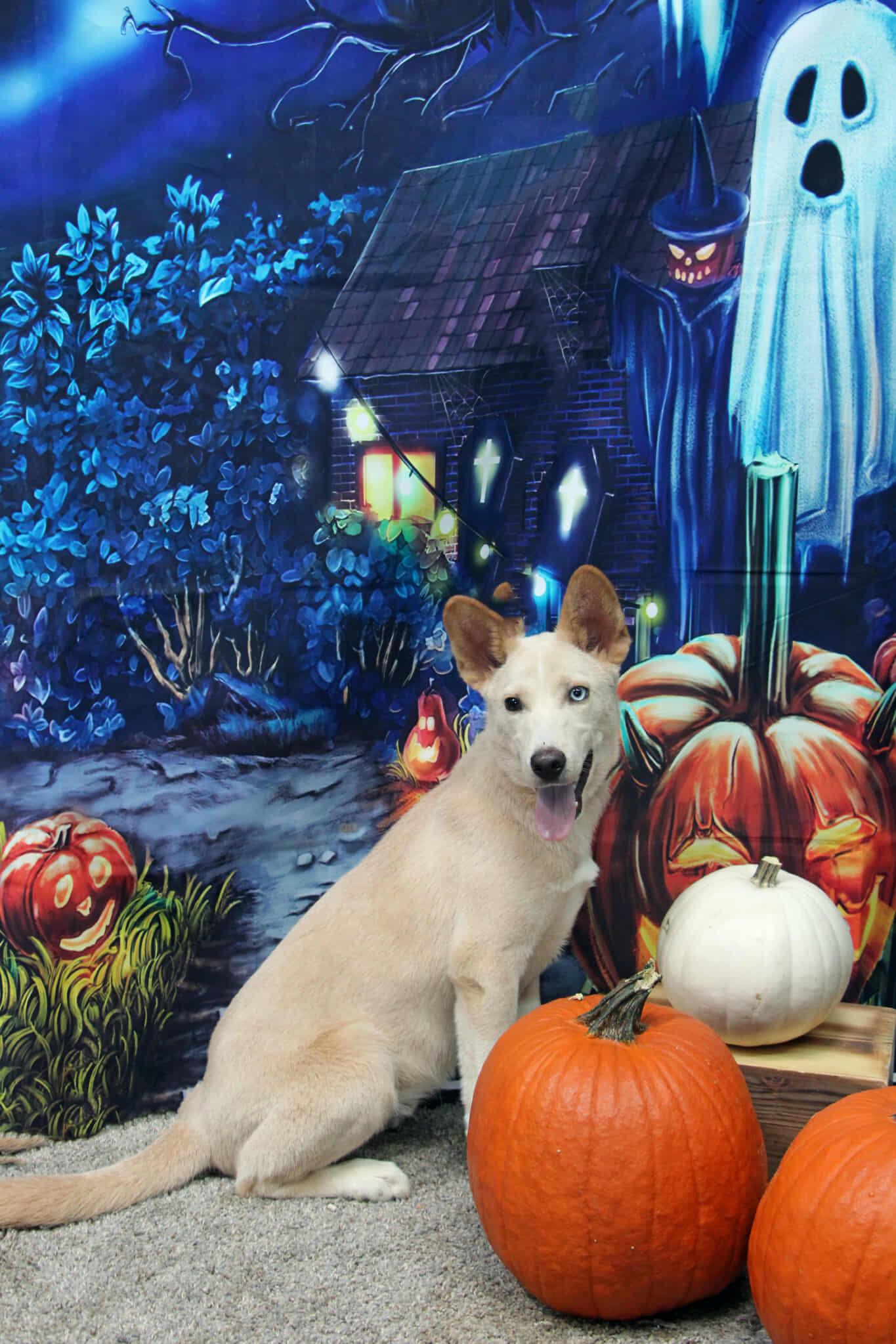 Sinchi, Adoptable, Young Male Siberian Husky & Mixed Breed.