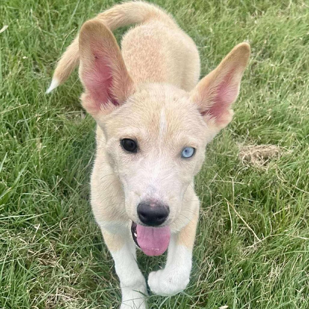 Enlarge Sinchi, a Adoptable mixed breed in Graham, TX image 4/4
