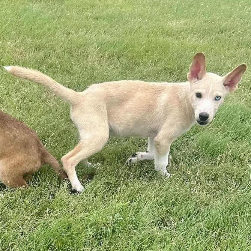 Sinchi, a Adoptable mixed breed in Graham, TX image 4/6