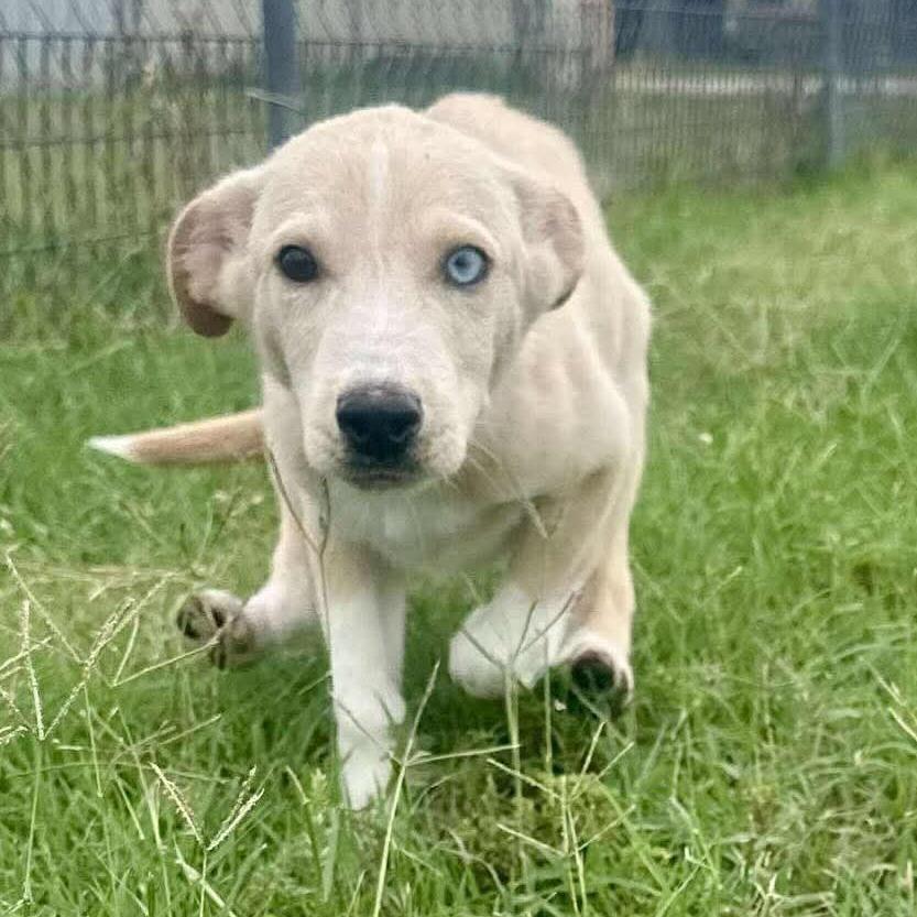 Sinchi, a Adoptable mixed breed in Graham, TX image 5/6