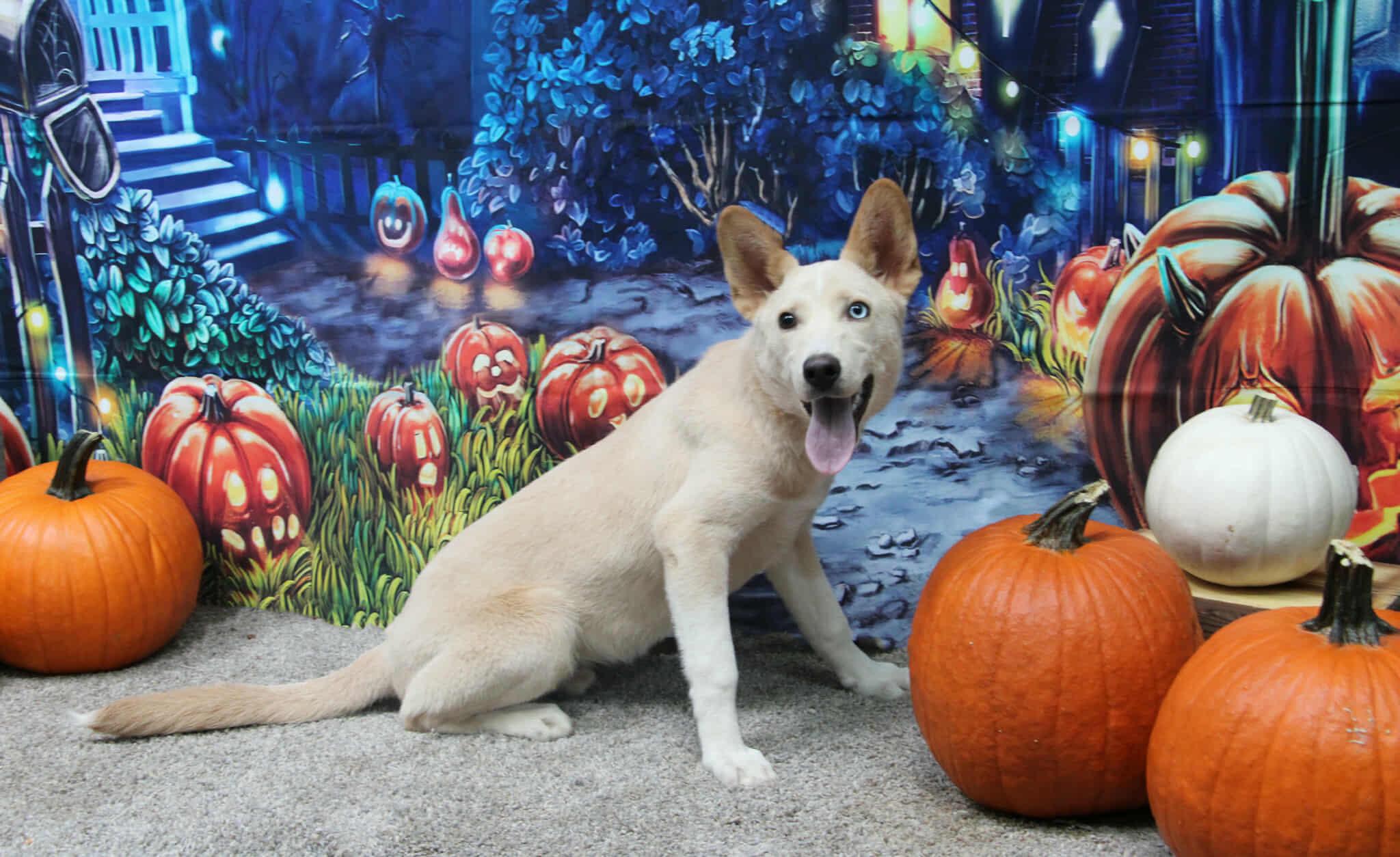 Sinchi, a Adoptable mixed breed in Graham, TX image 2/6