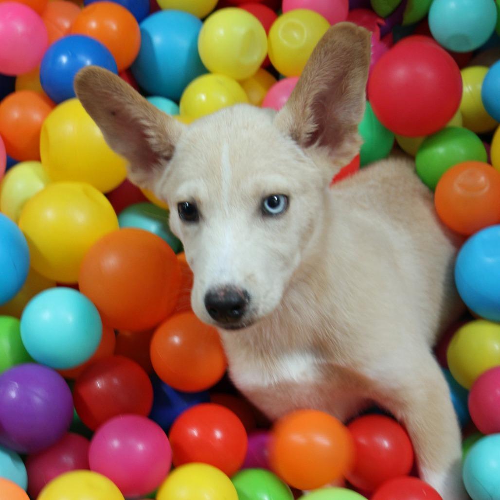 Sinchi, a Adoptable mixed breed in Graham, TX image 3/6