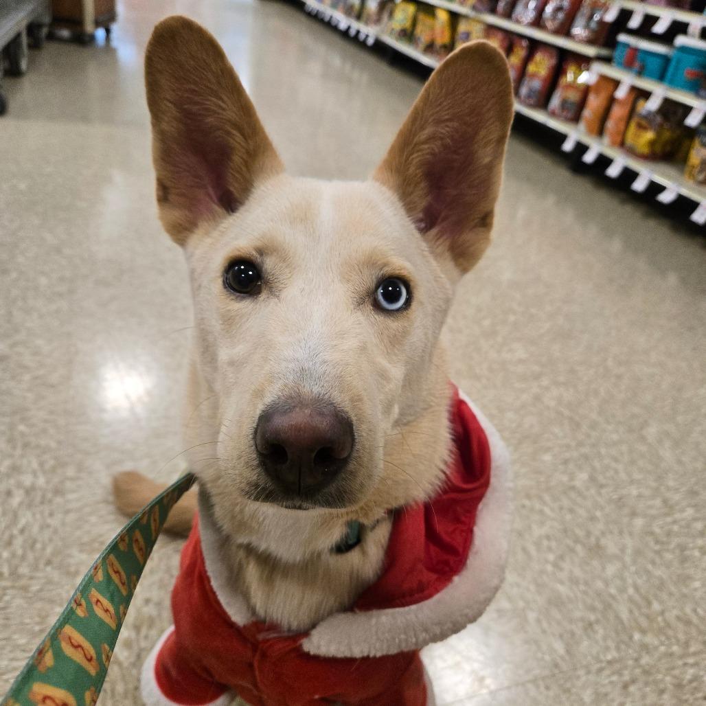 Enlarge Sinchi, a Adoptable mixed breed in Graham, TX image 2/4