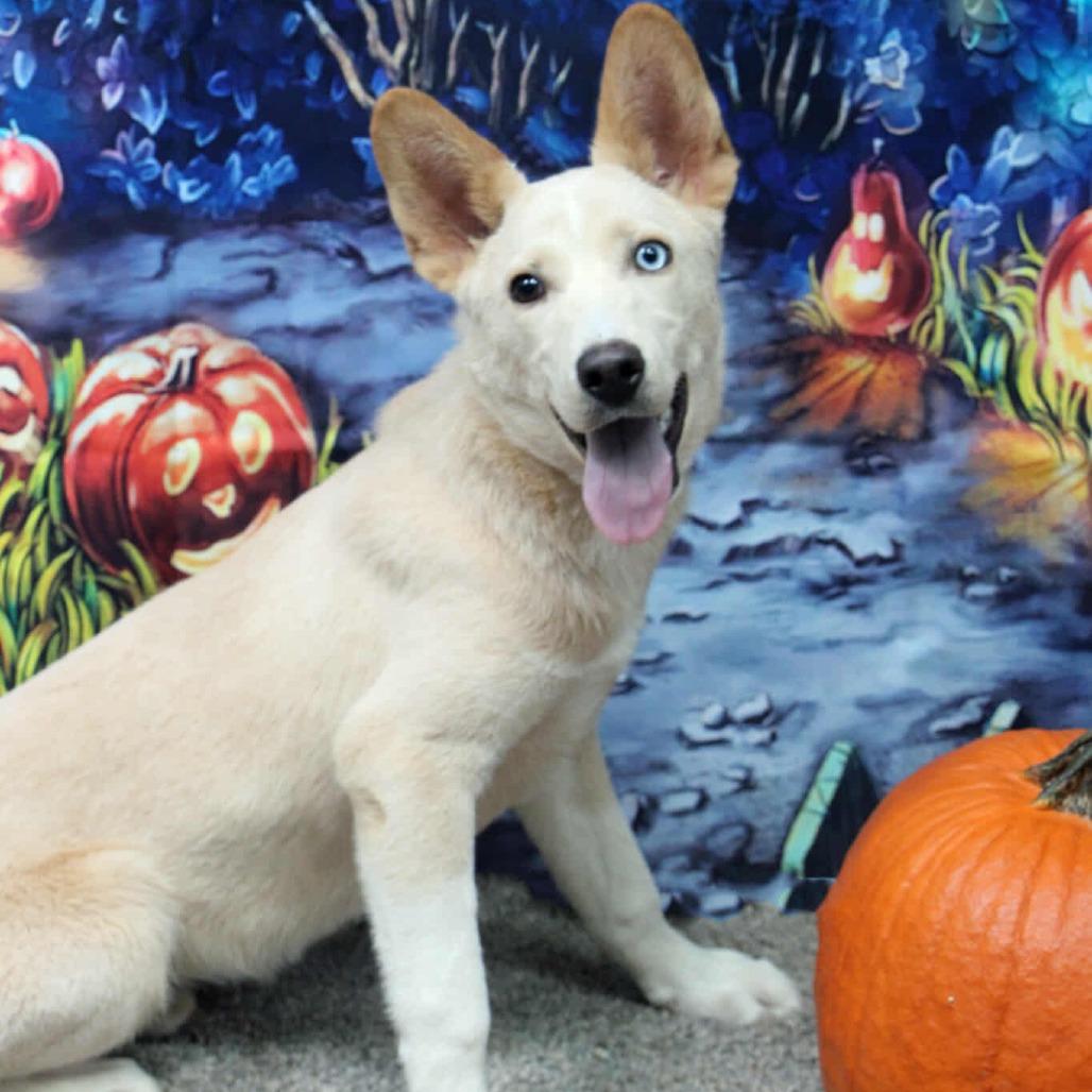 Enlarge Sinchi, a Adoptable mixed breed in Graham, TX image 3/4