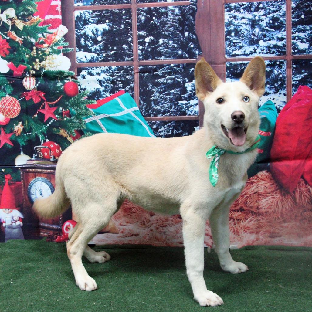 Enlarge Sinchi, a Adoptable mixed breed in Graham, TX image 1/4