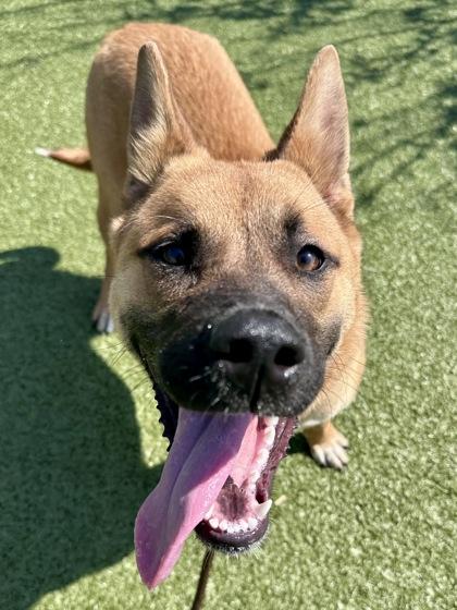 Krista, Adoptable, Young Female Mixed Breed & Mixed Breed.