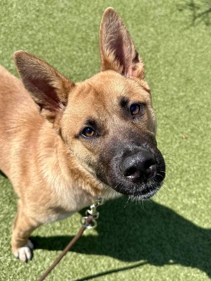 Enlarge Krista, a Adoptable mixed breed in Wichita, KS image 2/3