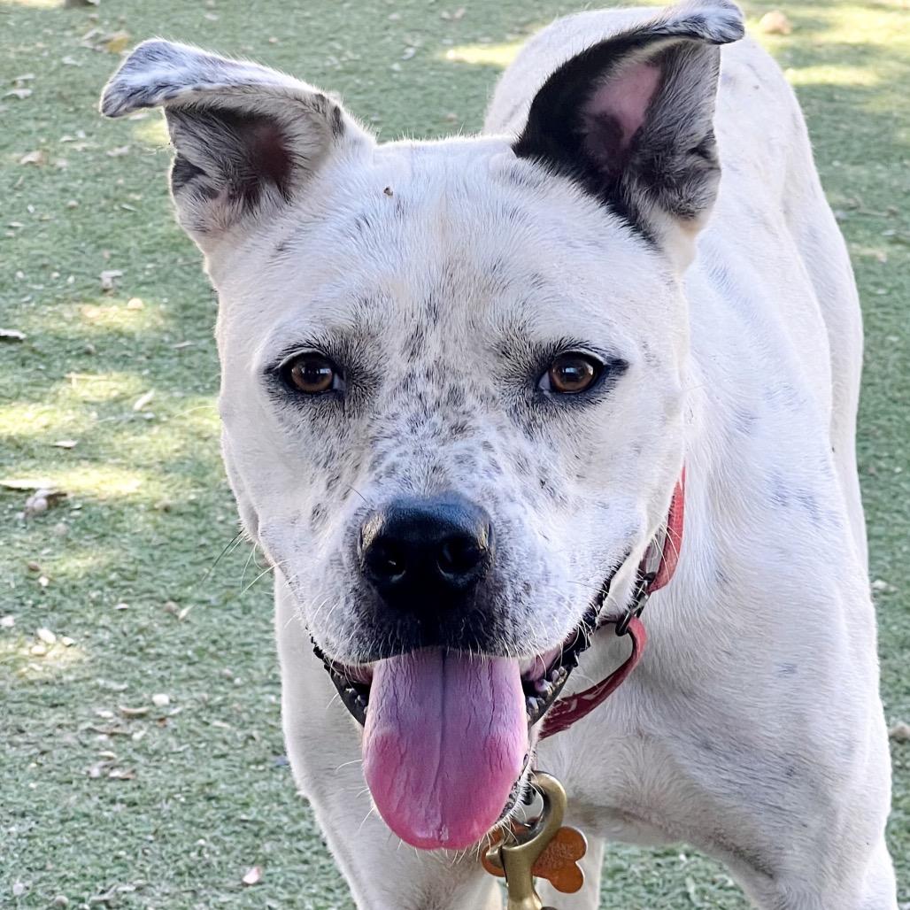Rocket, a Adoptable mixed breed in Ojai, CA image 1/3