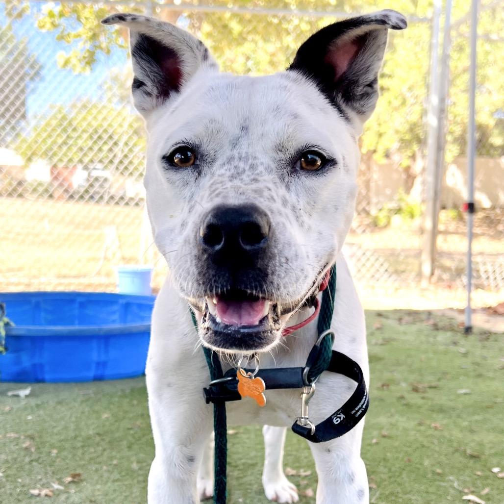 Rocket, a Adoptable mixed breed in Ojai, CA image 2/3