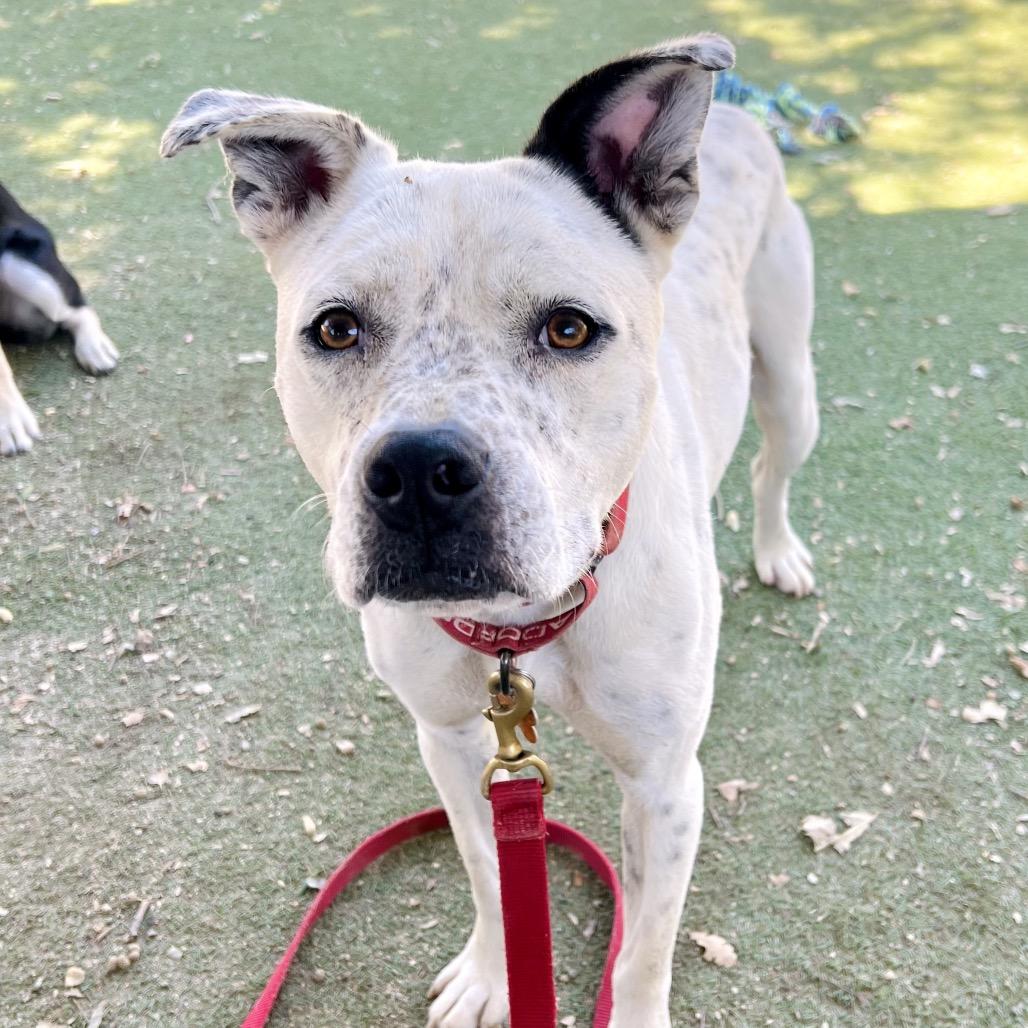 Rocket, a Adoptable mixed breed in Ojai, CA image 3/3