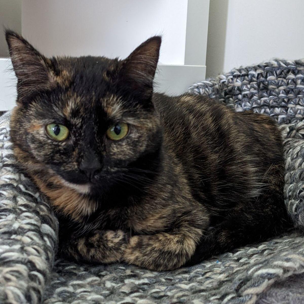 Chai (Shop Cat), Adoptable, Young Female Domestic Short Hair & Tortoiseshell.