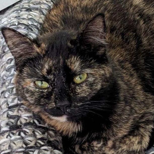 Enlarge Chai (Shop Cat), a Adoptable mixed breed in Lemont, IL image 4/4